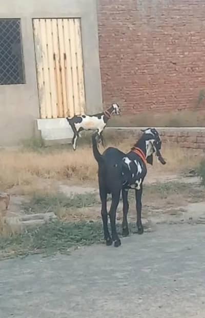 Amrit sari male