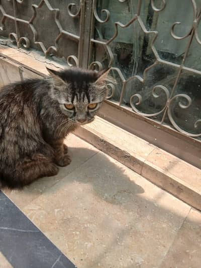 Persian rescued cat