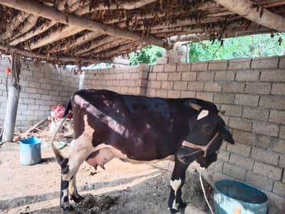Cow for sale
