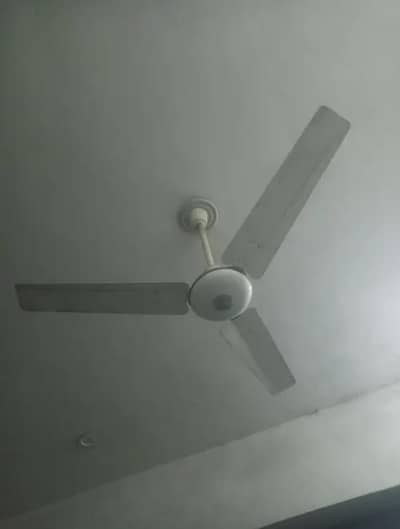Royal ceiling Fan for sale