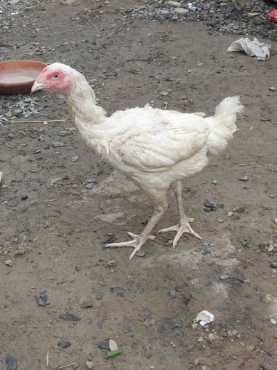aseel thi male and female white