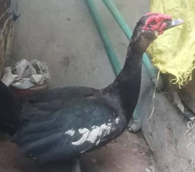 Muscovy Male