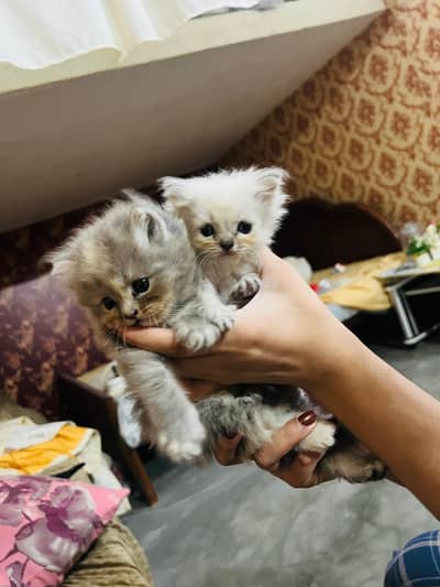 25k Persian pair