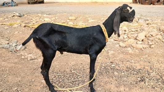 black bakra