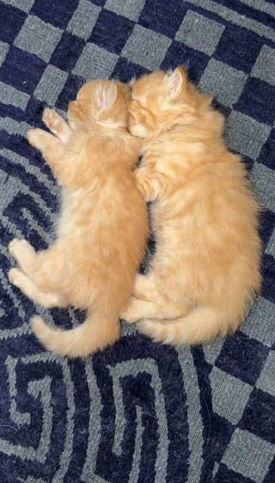 Persian 3 coat home breed active