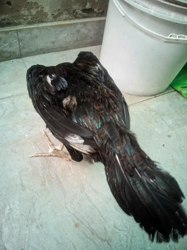Thai Aseel female/Aseel Murgi 4000 — photo 4