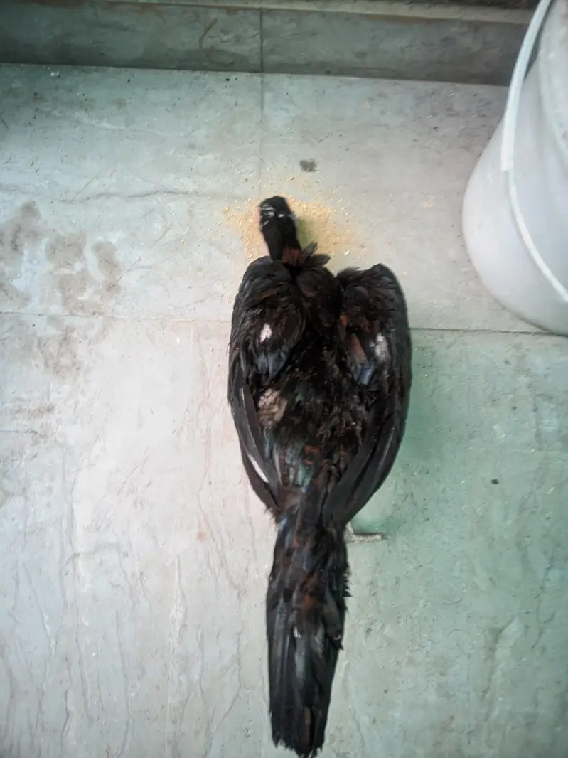Thai Aseel female/Aseel Murgi 4000 — photo 12