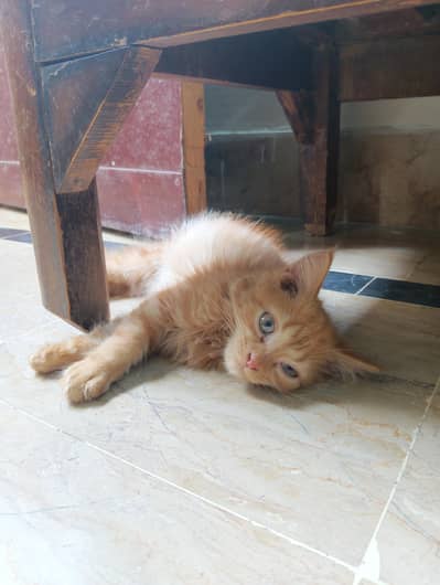 Persian Cat for Sale