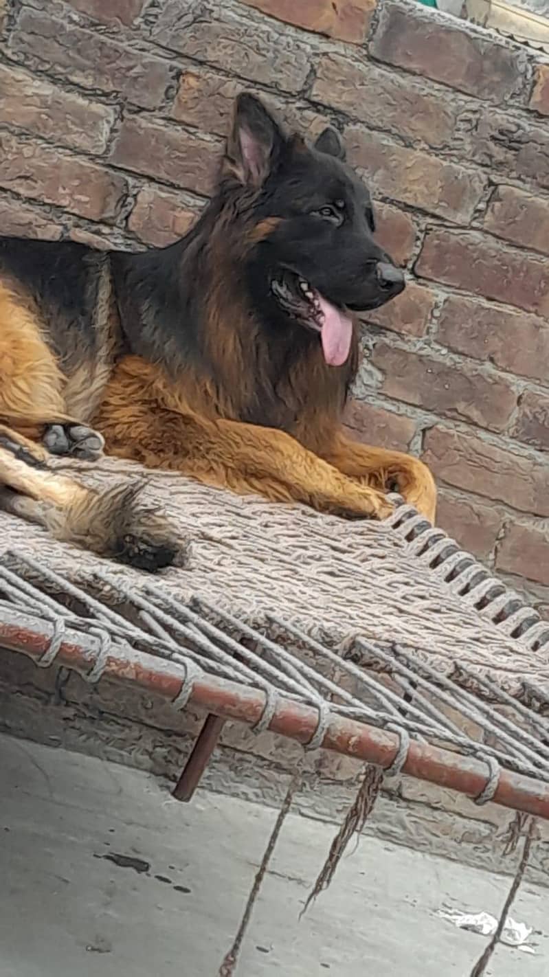 sinba 1