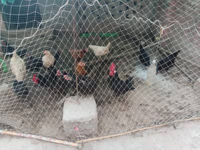 Desi Misr eggs laying hens i and fancy chicks for sale
