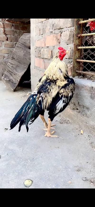 aseel jawa quality murga male for sale full healthy and active male ha