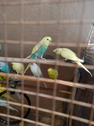 10 budgie breeder pair sale contact WhatsApp or call 03289741614