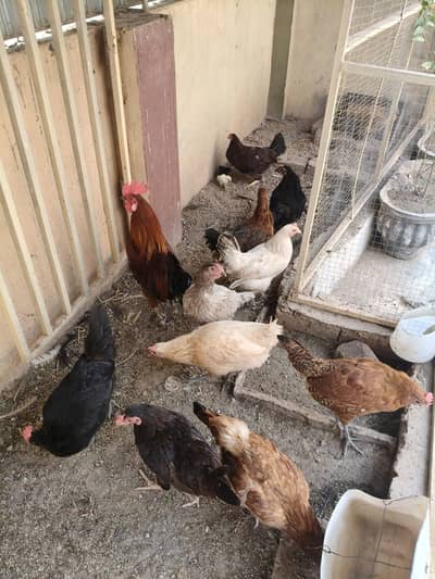 14 hens set  eggs