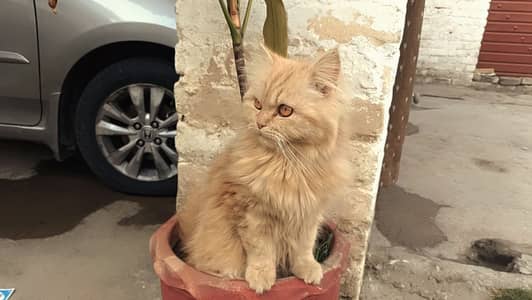 Persian male cat for sale