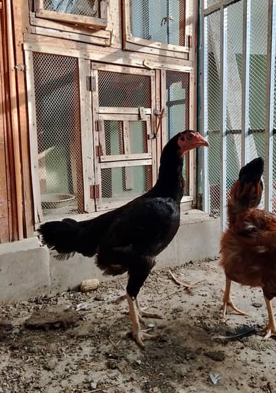 ASEEL FEMALE FOR SALE
