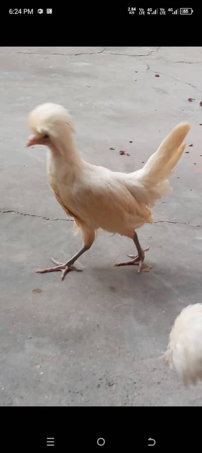 4 chicks 1 male ha 3 female