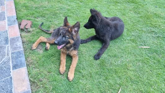 German Shepherd puppies for sale. 150K each. Negotiable.