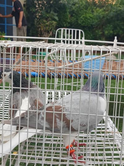 grey sherazi