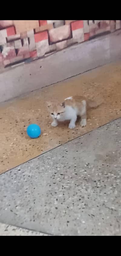 cat baby