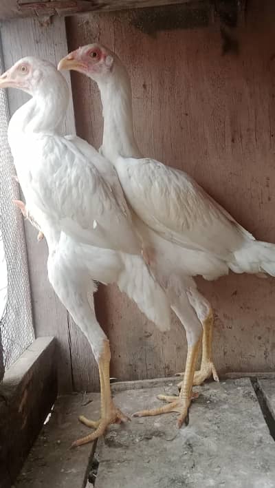 4 Months Old Pure Aseel Chicks for Sale
