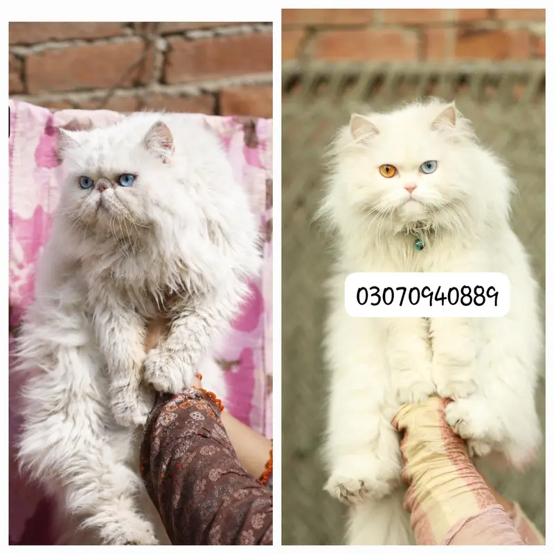 Persion male cat