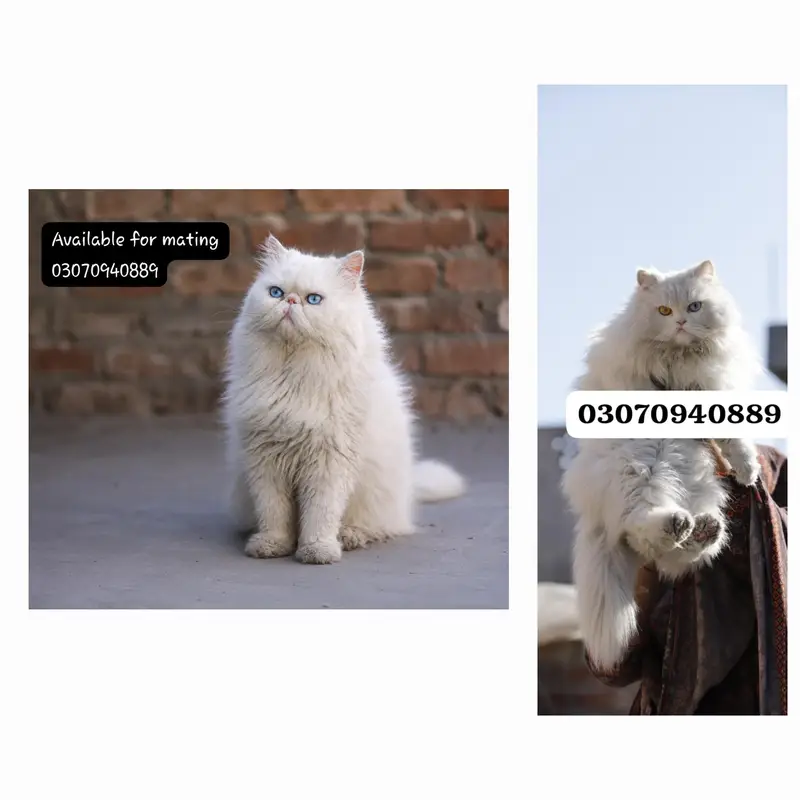 Persion male cat — photo 2