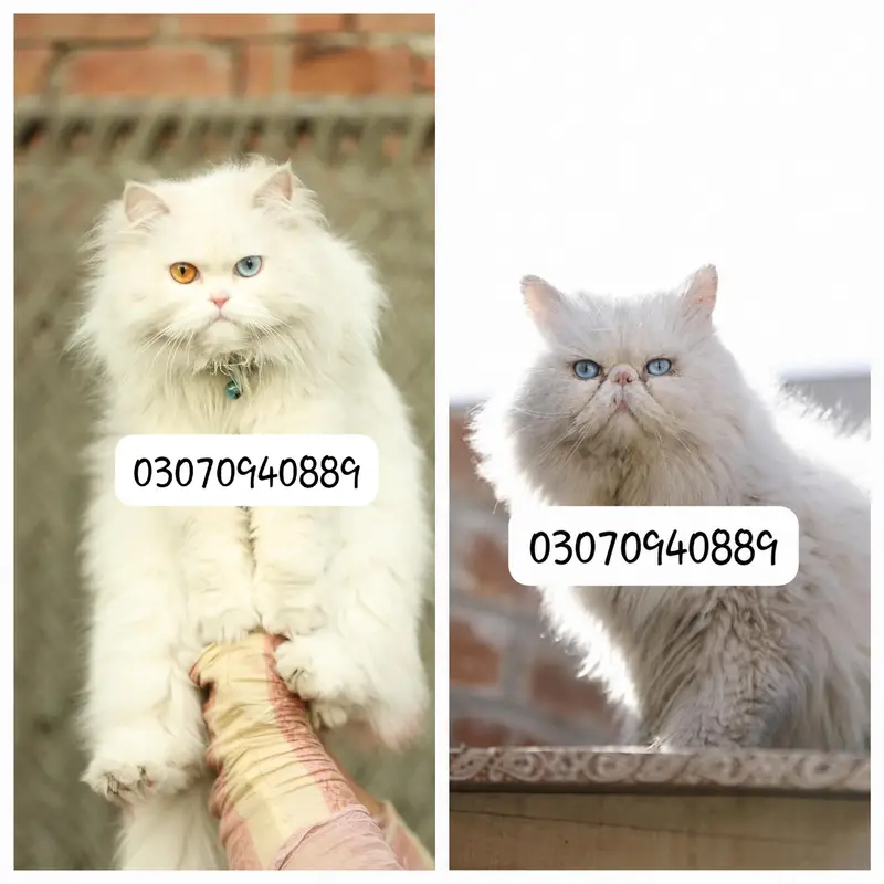 Persion male cat — photo 3