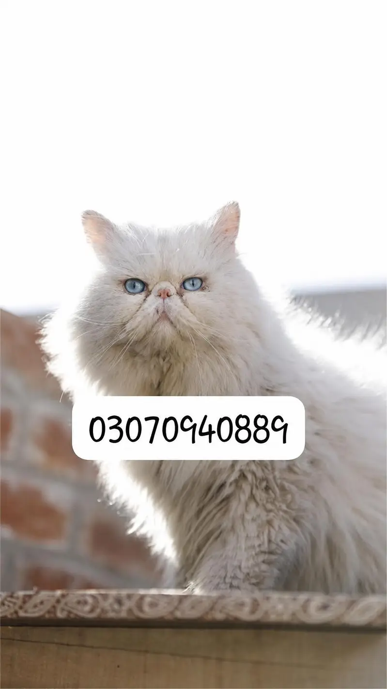 Persion male cat — photo 9