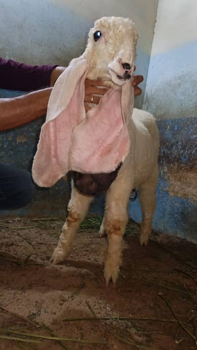Pure Sargodha Kajla
