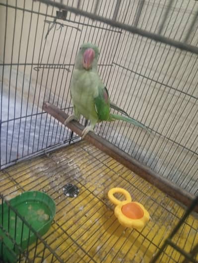 raw parrot urgent sale