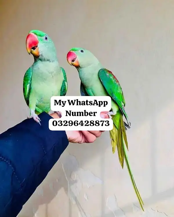 Kashmir Raw Paroot 8month age for sale