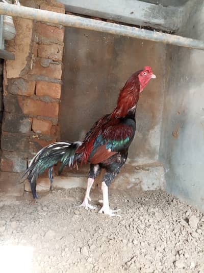 Aseel murga mianwali