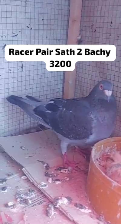 0313 5613465