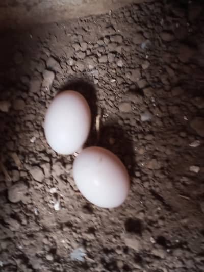 LUCKY PEGION 100% FERTILE EGGS
