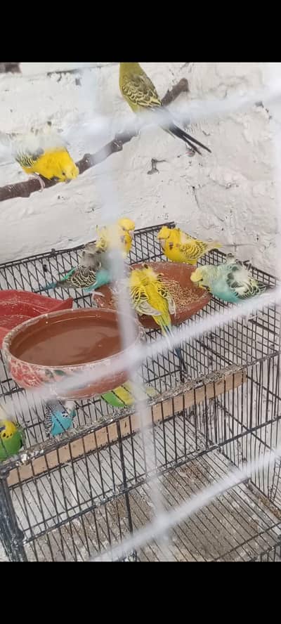 parrots for sale
