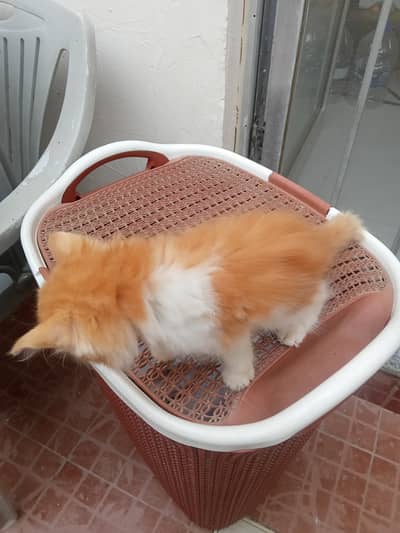 Cute Kitten For Sale