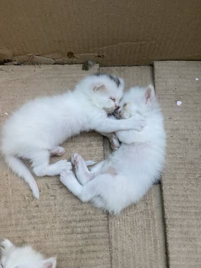 Percion cats
