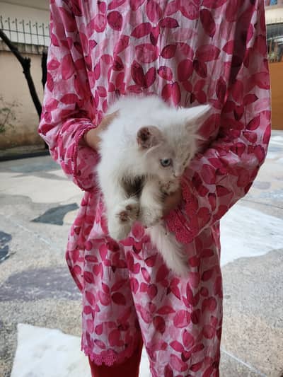Triple layer persian