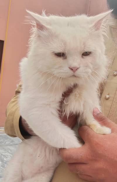 Male Persian cat for sale