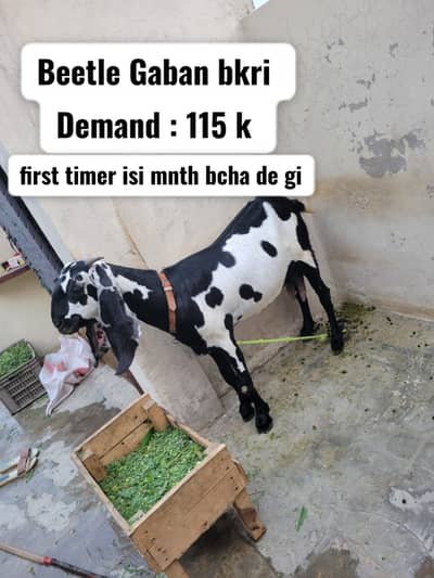 Beetle bakri | Beetle Gabhan bakri | Beetle bkri with path | goats