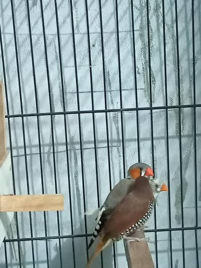 finches for sale