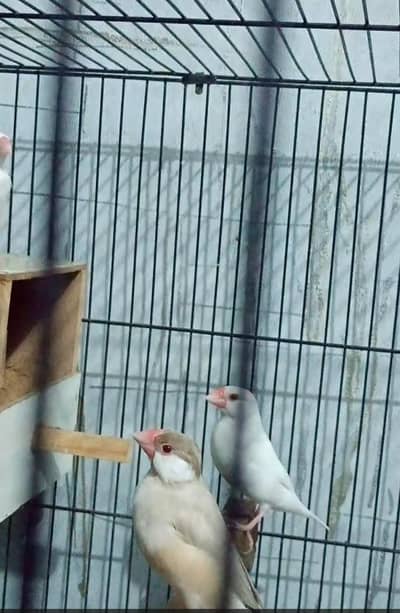 finches for sale