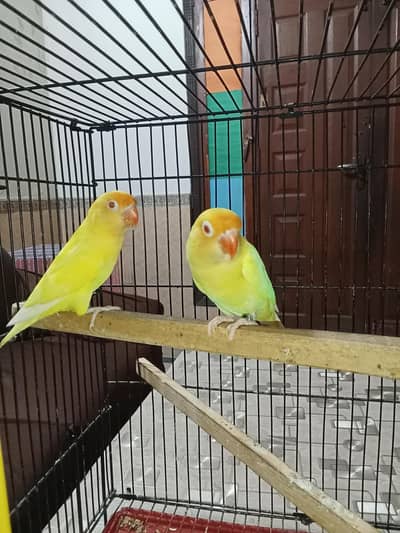 creamino breeder pair