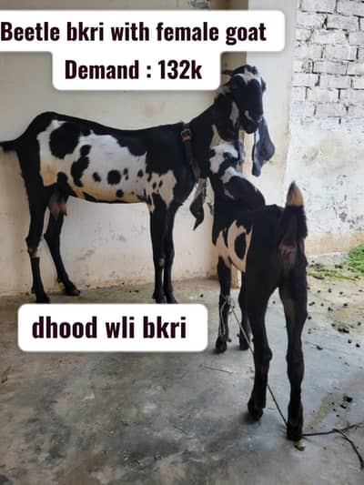 Beetle bakri with beetle female kid | Beetle gaban bakri | Beetle goat