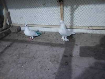 I want to exchange breedar pair low fly piegon