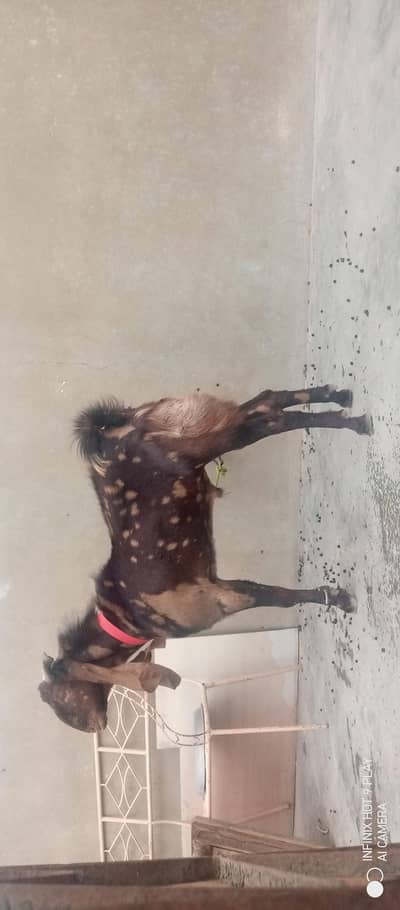 ajrak male breeder