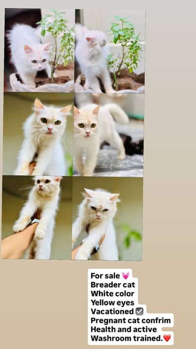 Persion cat pregnant