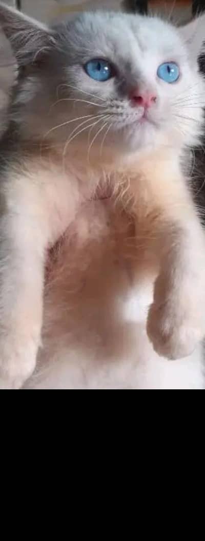 white female persian kitten