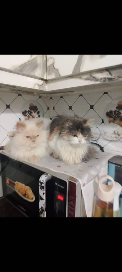 cats for sale