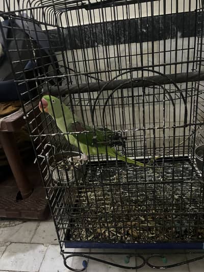 Raw female sale with cage
